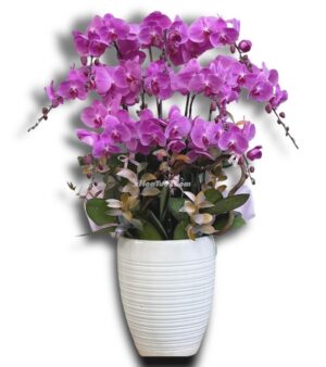 Chậu Lan Hồ Điệp Chúc Mừng 15 Cành (x0009)